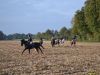 Fuchsjagd2014_0126