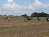 Fuchsjagd2014_0262